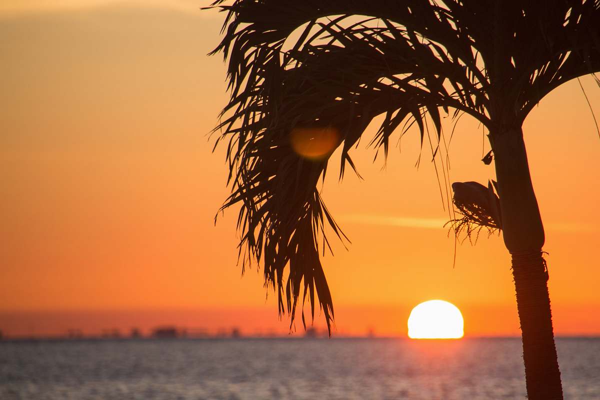 tropical sunset arecaceae